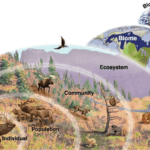Ecology, Biome, Ecotone, Niche, Ecosystem, Biosphere For UPSC IAS